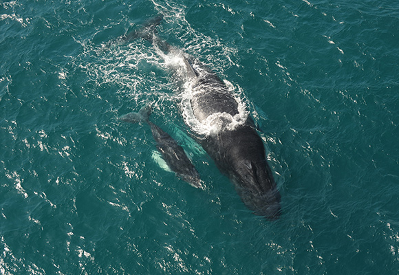 Baleines – de janvier à mars, les baleines à bosses s